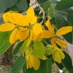 Senna macranthera Flor