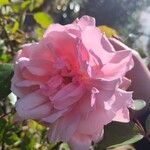 Rosa × damascena Flor