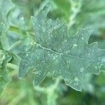 Atriplex tatarica Φύλλο