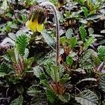 Dryas drummondii Vekstform
