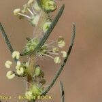 Bassia laniflora Annet