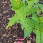 Spigelia marilandica Лист