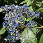 Hydrangea febrifuga Blomst