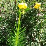 Lilium pyrenaicum Hàbitat
