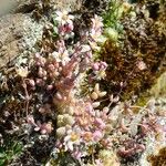 Sedum dasyphyllum Staniste