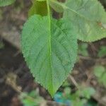 Lantana viburnoides برگ