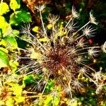 Daucus carotaFlor