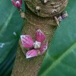 Pavonia cauliflora Flower