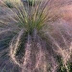 Muhlenbergia capillaris Lehti