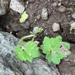 Ranunculus parviflorus Leaf