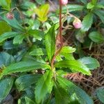 Chimaphila umbellata Φύλλο