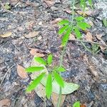 Passiflora cirrhiflora ഇല