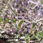 Mimosa latispinosa Blad