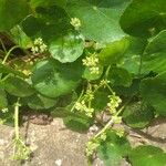 Hydrocotyle verticillata Лист