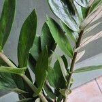 Zamioculcas zamiifolia 叶