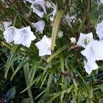 Campanula persicifolia Λουλούδι