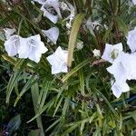 Campanula persicifoliaFlower