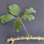 Rubus winteri Blad