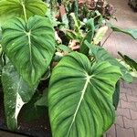 Philodendron gloriosum Blad