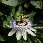 Passiflora caerulea 花