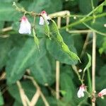 Desmodium intortum Frucht