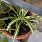 Chlorophytum comosum 葉