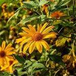 Tithonia diversifolia Fiore