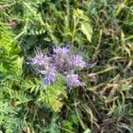 Phacelia tanacetifoliaफूल