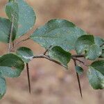 Flacourtia indica Blatt