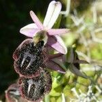 Ophrys arachnitiformis മറ്റ്