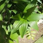 Lilium lancifolium Листок