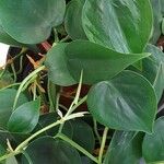 Philodendron cordatum Yaprak