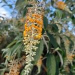 Buddleja madagascariensis Kwiat