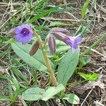 Pulmonaria montana Flower
