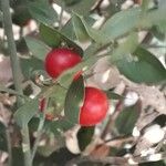 Ruscus aculeatus Φρούτο