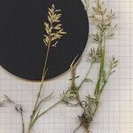 Eragrostis minor Fleur