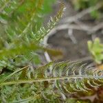 Pedicularis comosa Hoja