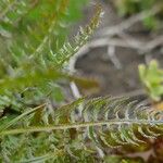 Pedicularis comosa Folla