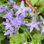 Campanula garganica 花