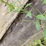 Epilobium roseum Flors