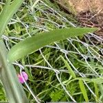 Lathyrus hirsutus Leaf