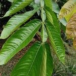 Inga edulis Leaf