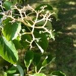 Cornus macrophylla Ffrwyth