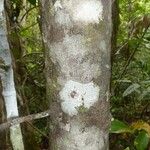 Ficus pancheriana 樹皮