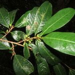 Erythroxylum macrophyllum Лист