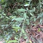 Simmondsia chinensis Φύλλο