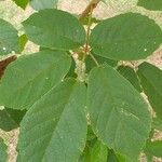 Rubus leyanus Blad