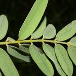 Tephrosia multifolia