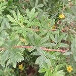 Dasiphora fruticosa Лист