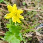 Ranunculus montanusBlüte